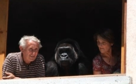 ВИДЕО: Бездетная французская пара удочерила гориллу