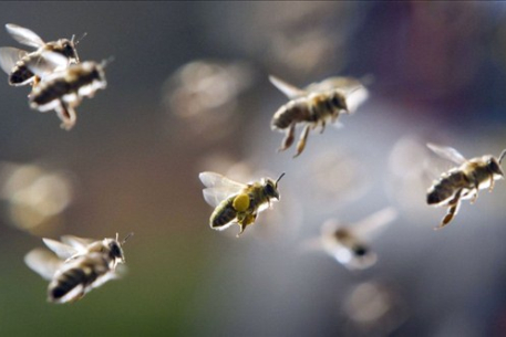 Пчелы до смерти искусали рабочего в Бразилии