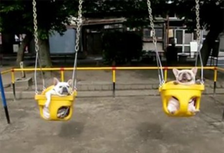 ВИДЕО: Бульдоги на качелях стали хитом на портале YouTube