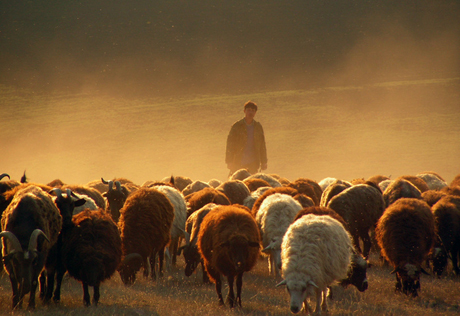 Кыргызские крестьяне "приравняли" директора завода к стаду овец