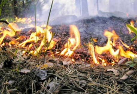 В Забайкалье потушили 36 лесных пожаров площадью 8,4 тысячи гектар