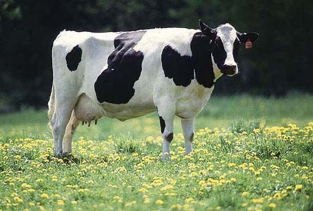 Корову на ярмарке в Торонто продали за 1,2 миллиона долларов