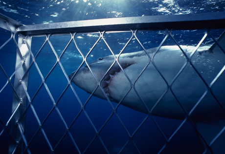 В Красном море в Шарм-эль-Шейхе установят сети от акул