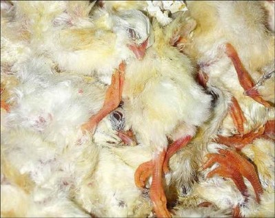 На крупнейшей птицефабрике РФ уничтожено более миллиона цыплят