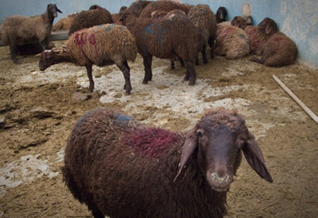 В Алматинской области арестованы похитители более 50 голов скота