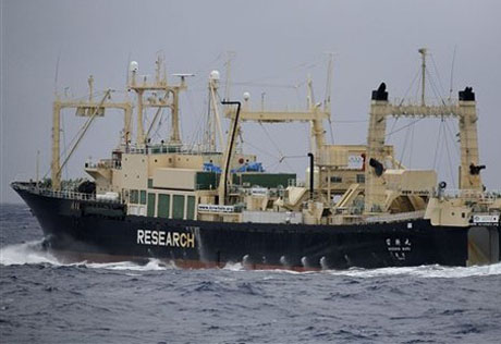Запутав винт экологи пытались остановить китобойное судно