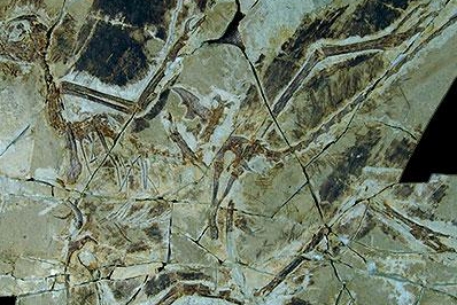 Китайские палеонтологи обнаружили древнейшего предка птиц