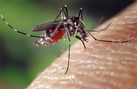 Ученые обнаружили естественную приманку для комаров