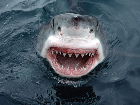 В Шарм-эш-Шейхе поймали вторую акулу-людоеда