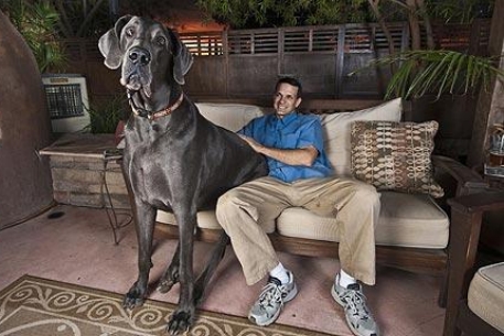 Появился новый претендент на звание самой большой собаки в мире