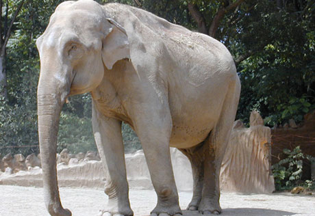 Разгневанные слоны разрушили деревню в Индии
