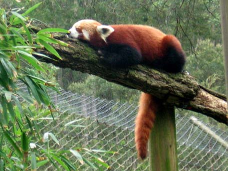 В США в зоопарке родилась тройня красных панд