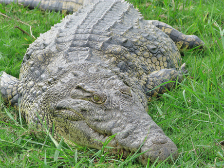 Крокодил забрался в дом к жительнице Бразилии