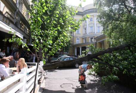 142 дерева и 15 билбордов повалены в Москве