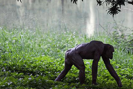 "Лысый" шимпанзе стал звездой зоопарка в Индии