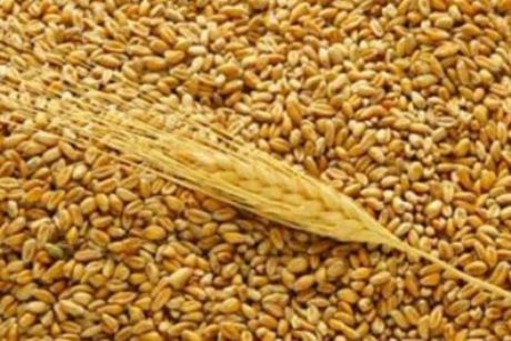 Казахстан не смог помочь России в экспорте фуражного зерна