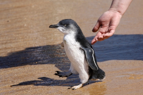 В Австралии снайперы встали на охрану пингвинов