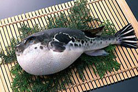 Японские ученые вырастили неядовитую рыбу фугу