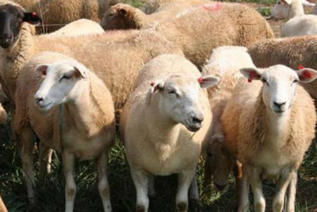 Украина и ОАЭ запретили ввоз из Казахстана овец и коз