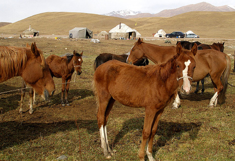 Европейцы готовы покупать казахстанское сухое кобылье молоко