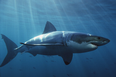 Британский турист погиб при нападении акулы на Сейшелах