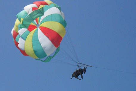 Полет осла на парашюте в Краснодарском крае проверит милиция