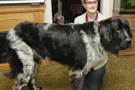 В США нашли самую большую собаку