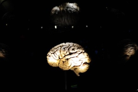Ученые заявили об остановке развития человеческого мозга
