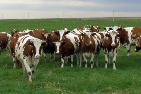 Владельцам зараженного ящуром скота компенсируют убытки
