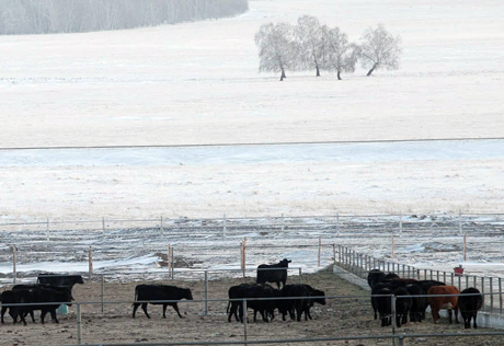 Павлодарец отсудил у энергокомпании 197 тысяч тенге за погибший скот