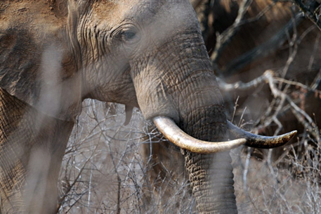 Африканские слоны вымрут через 15 лет