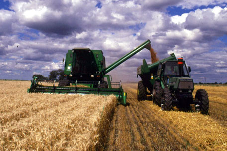 В Казахстане собрали избыточный урожай зерна 