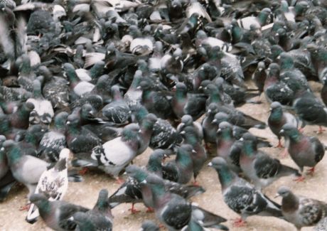 В Италии погибли около 400 голубей 