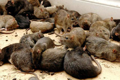 Престижный район Милана атаковали крысы