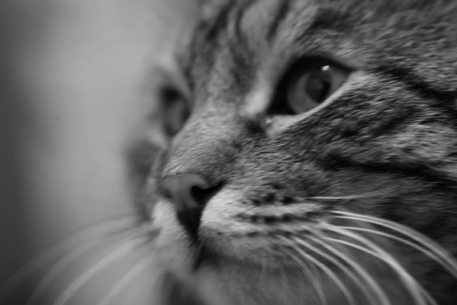 Ученые разоблачили методы манипуляции кошек над людьми