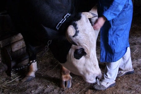 В Акмолинской области забили 1500 голов больного ящуром скота
