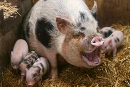 Белоруссия наложила запрет на ввоз российской свинины