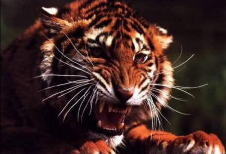 За 4 месяца тигры убили 36 человек в Бангладеше