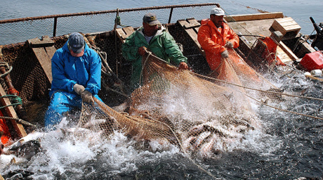 Государство возместит половину расходов хозяйств на выращивание рыбы