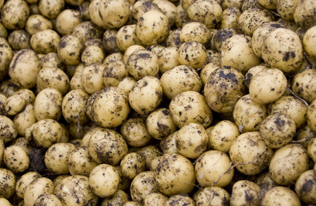  Россия запретила ввоз картофеля из Египта