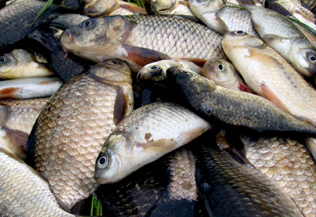 В Атырау житель Туркестана пытался незаконно вывести пять тонн рыбы