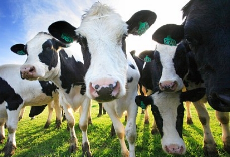 На британский рынок попало молоко клонированных коров