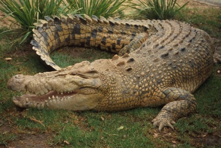 Итальянская полиция конфисковала крокодила у мафиози