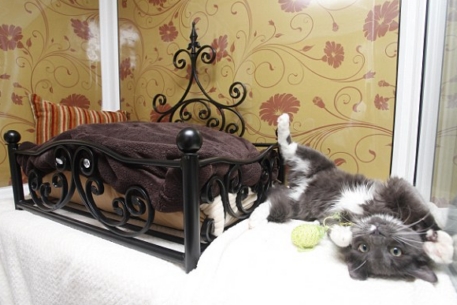 Британцы открыли фешенебельную гостиницу для кошек