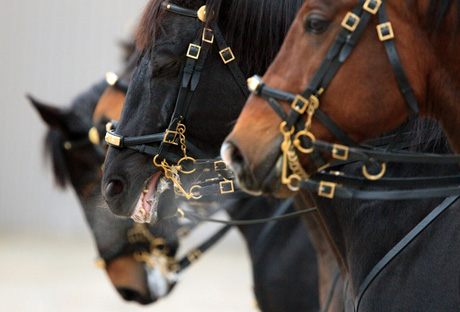 Поголовье лошадей в Казахстане выросло на 57 миллионов