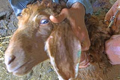 В Израиле нашли дающего молоко козла
