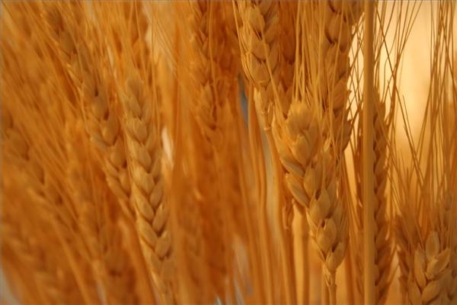 Казахстанское зерно подешевело на четверть