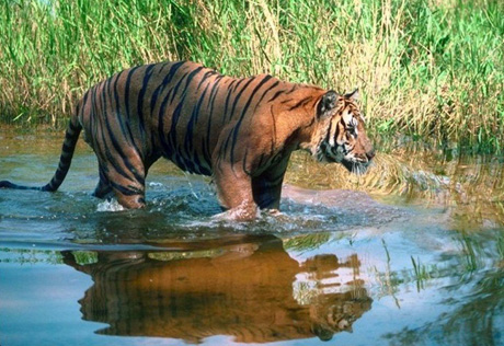 Россия поможет Средней Азии вернуть в дикую природу туранского тигра