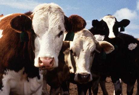 Крестьяне РК недовольны компенсацией за изъятый заболевший скот
