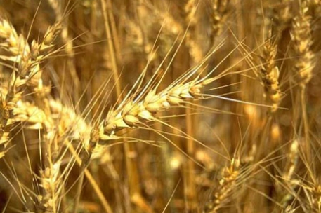 В Костанайской области собрано на треть меньше зерна